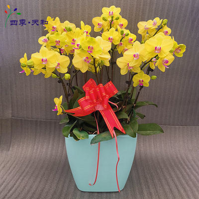 春節(jié)黃蝴蝶蘭 商務(wù)年宵首選，好評店鋪與化妝品零售的跨界亮點(diǎn)